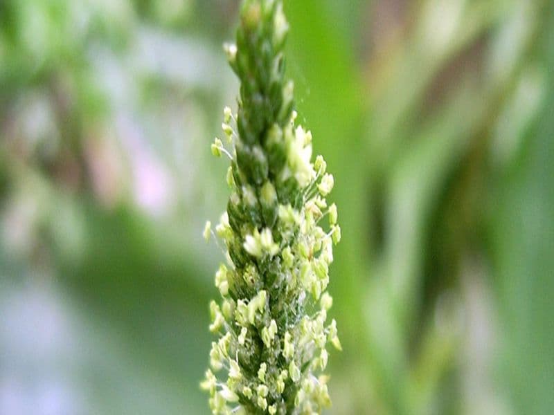 What is Bitter Orange (Bittersweet)?